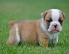 AKC ENGLISH BULLDOG PUPPIES!! LIFETIME HEALTH GUARANTEE!